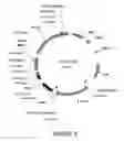 Fig. 07 - Meganuclease variants cleaving a DNA target sequence from the mouse ROSA26 locus and uses thereof