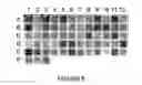 Fig. 09 - Meganuclease variants cleaving a DNA target sequence from the mouse ROSA26 locus and uses thereof