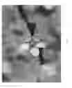 Fig. 04 - Variety of prunus rootstock named 'Greenpac'