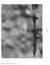 Fig. 05 - Variety of prunus rootstock named 'Greenpac'
