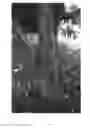Fig. 06 - Variety of prunus rootstock named 'Greenpac'