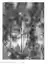 Fig. 02 - Slash pine tree named CF PS1-3352