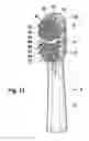 Fig. 08 - Electric Toothbrush and Toothbrush Head Therefor