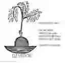 Fig. 01 - Root Orb