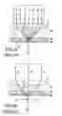 Fig. 02 - High-resolution surface plasmon microscope with heterodyne interferometry in radial polarization mode