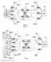 Fig. 02 - Multi-path transport