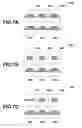 Fig. 08 - Image processing apparatus and method for correcting an image based upon features of the image
