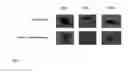 Fig. 04 - PARTICLES WITH INDUCIBLE CHANGE OF SHAPE