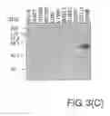 Fig. 06 - Uses of Sperm Membrane Protein OBF