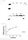 Fig. 08 - MARKERS OF MATRIX GENE EXPRESSION AND CELLULAR DIFFERENTIATION IN CHONDROCYTES