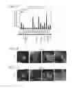 Fig. 06 - MESP1 AS A MASTER REGULATOR OF MULTIPOTENT CARDIOVASCULAR PROGENITOR SPECIFICATION AND USES THEREOF