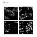 Fig. 30 - MESP1 AS A MASTER REGULATOR OF MULTIPOTENT CARDIOVASCULAR PROGENITOR SPECIFICATION AND USES THEREOF
