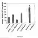 Fig. 23 - Mesenchymal precursor cell