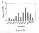 Fig. 29 - Mesenchymal precursor cell