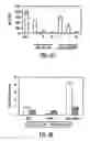 Fig. 07 - MESENCHYMAL STEM CELLS AND USES THEREFOR