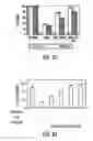 Fig. 08 - MESENCHYMAL STEM CELLS AND USES THEREFOR