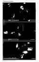 Fig. 09 - METHOD FOR GENERATING ISLET BETA CELLS FROM DEDIFFERENTIATED EXOCRINE PANCREATIC CELLS
