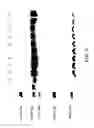 Fig. 04 - COMPOSITIONS AND METHODS FOR TREATING COLLAGEN-MEDIATED DISEASES