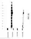 Fig. 22 - COMPOSITIONS AND METHODS FOR TREATING COLLAGEN-MEDIATED DISEASES