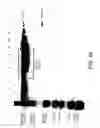Fig. 46 - COMPOSITIONS AND METHODS FOR TREATING COLLAGEN-MEDIATED DISEASES