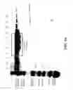 Fig. 48 - COMPOSITIONS AND METHODS FOR TREATING COLLAGEN-MEDIATED DISEASES