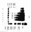 Fig. 72 - COMPOSITIONS AND METHODS FOR TREATING COLLAGEN-MEDIATED DISEASES