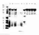 Fig. 76 - COMPOSITIONS AND METHODS FOR TREATING COLLAGEN-MEDIATED DISEASES