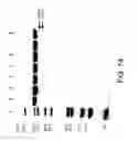 Fig. 79 - COMPOSITIONS AND METHODS FOR TREATING COLLAGEN-MEDIATED DISEASES