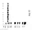 Fig. 82 - COMPOSITIONS AND METHODS FOR TREATING COLLAGEN-MEDIATED DISEASES