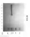 Fig. 84 - COMPOSITIONS AND METHODS FOR TREATING COLLAGEN-MEDIATED DISEASES