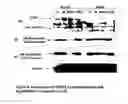 Fig. 07 - Methods for suppressing Toll-like Receptor 4 (TLR4) function using TLR14 antagonists