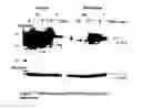 Fig. 09 - Methods for suppressing Toll-like Receptor 4 (TLR4) function using TLR14 antagonists
