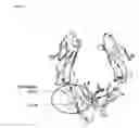Fig. 02 - Immunoglobulin Fc polypeptides