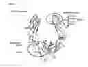 Fig. 22 - Immunoglobulin Fc polypeptides