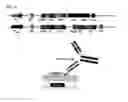 Fig. 25 - Immunoglobulin Fc polypeptides
