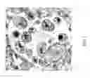 Fig. 08 - Immunoreactive glycoprotein GP19 