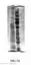 Fig. 02 - Vaccine compositions and methods of use to protect against infectious disease