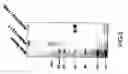 Fig. 06 - Soluble aggregate, immune tolerance inducer and manufacturing method thereof