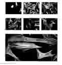 Fig. 01 - MODIFIED MACROMOLECULES AND METHODS OF MAKING AND USING THEREOF