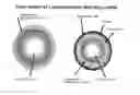 Fig. 01 - Orally Disintegrating Tablet Compositions Comprising Combinations of High and Low-Dose Drugs