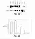 Fig. 02 - METHODS AND COMPOSITONS FOR ANTISENSE VEGF OLIGONUCLEOTIDES