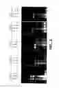Fig. 03 - METHODS AND COMPOSITONS FOR ANTISENSE VEGF OLIGONUCLEOTIDES