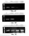 Fig. 09 - METHODS AND COMPOSITONS FOR ANTISENSE VEGF OLIGONUCLEOTIDES