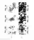 Fig. 19 - METHODS AND COMPOSITONS FOR ANTISENSE VEGF OLIGONUCLEOTIDES