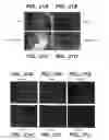Fig. 27 - METHODS AND COMPOSITONS FOR ANTISENSE VEGF OLIGONUCLEOTIDES