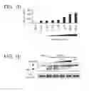 Fig. 03 - Phenazine derivatives and uses thereof as potassium channel modulators