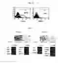 Fig. 06 - Tendon stem cells