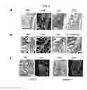 Fig. 13 - Tendon stem cells