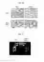 Fig. 17 - Tendon stem cells