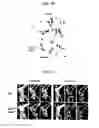 Fig. 20 - Tendon stem cells
